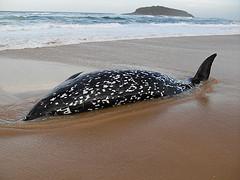 NEWS – Rare whale found on NSW South Coast