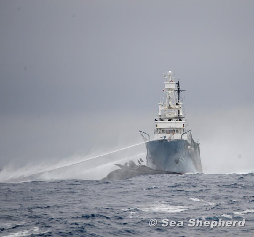 NEWS — Rammed vessel Ady Gil sinks